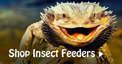 Insect feeders