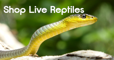 Live Reptiles