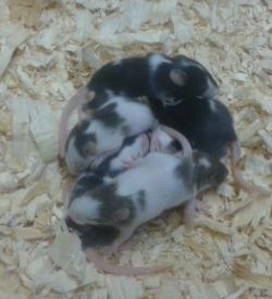 Frozen Feeder Rats – 25 Fuzzies – MiceDirect – Free Shipping – Reptile Food