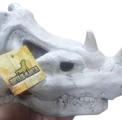 *CLEARANCE* Rhino Skull