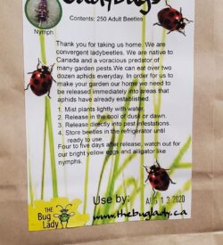 Ladybugs (Hippodamia convergens)