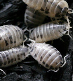 Porcellio Laevis "Dairy Cow" Isopods (12pk)