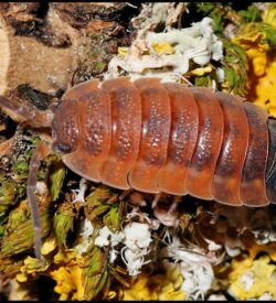 Porcellio Scaber "Lava" Isopods (Qty 12)