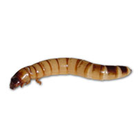 Superworms