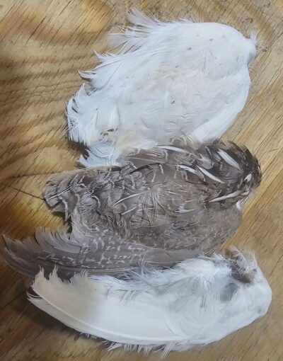 Dehydrated Quail Wings - Image 2